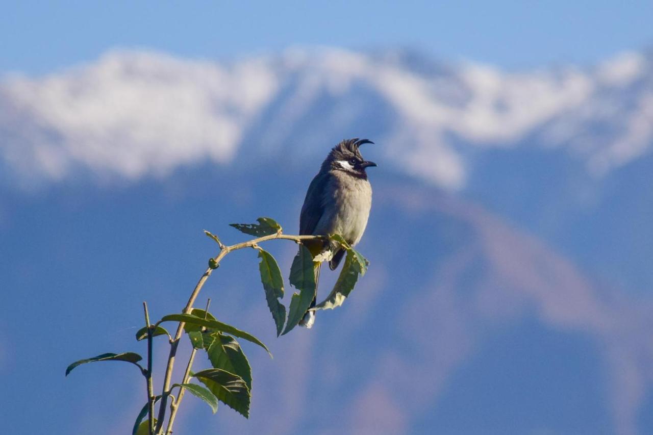 The Tirthan Eagle Nest, Tirthan Valley Jibhi Zewnętrze zdjęcie